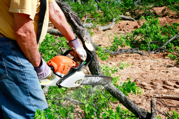 How Our Tree Care Process Works  in  Pen Argyl, PA